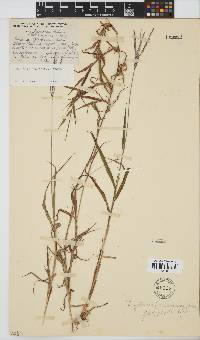 Digitaria polyphylla image