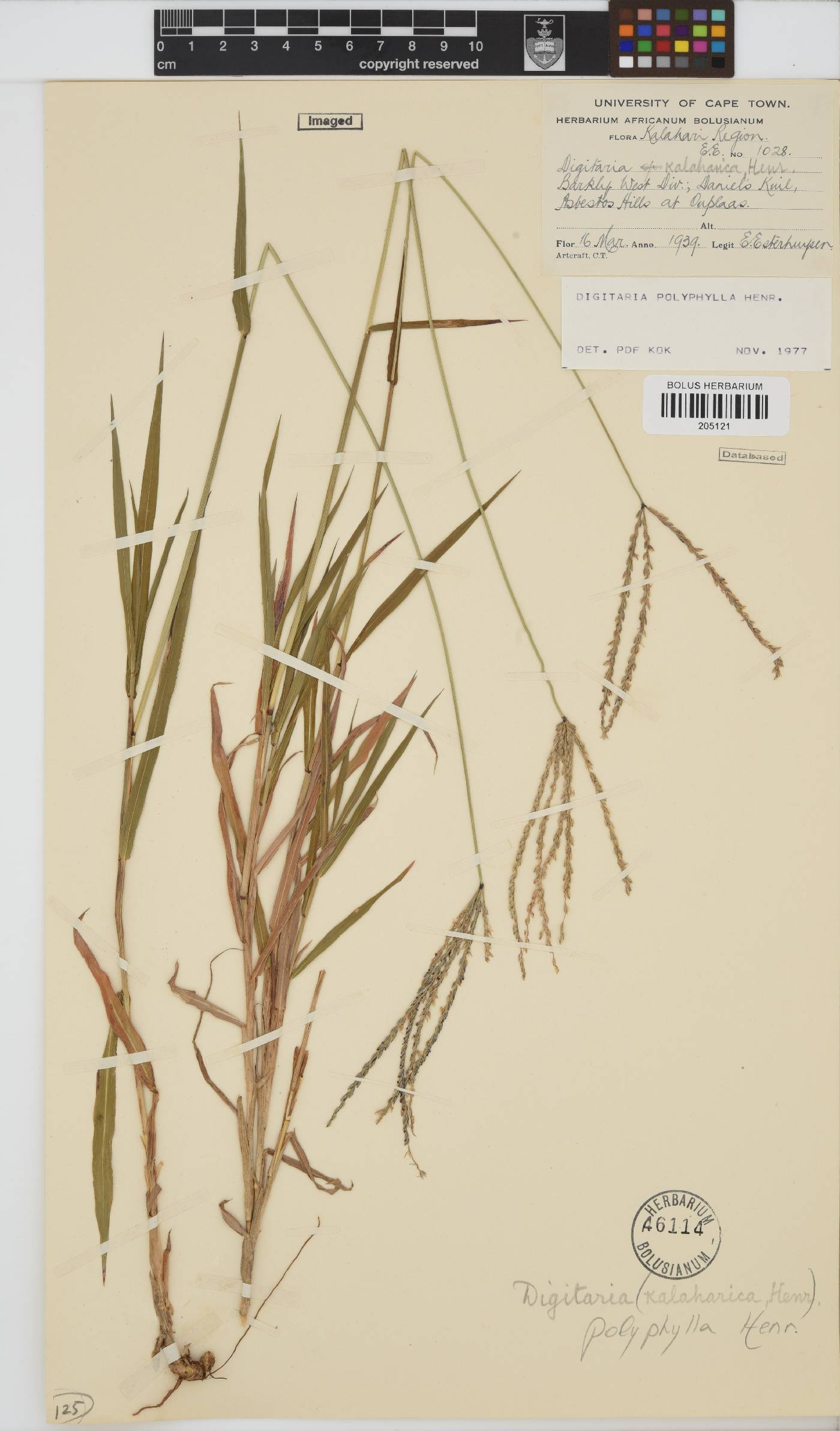 Digitaria polyphylla image