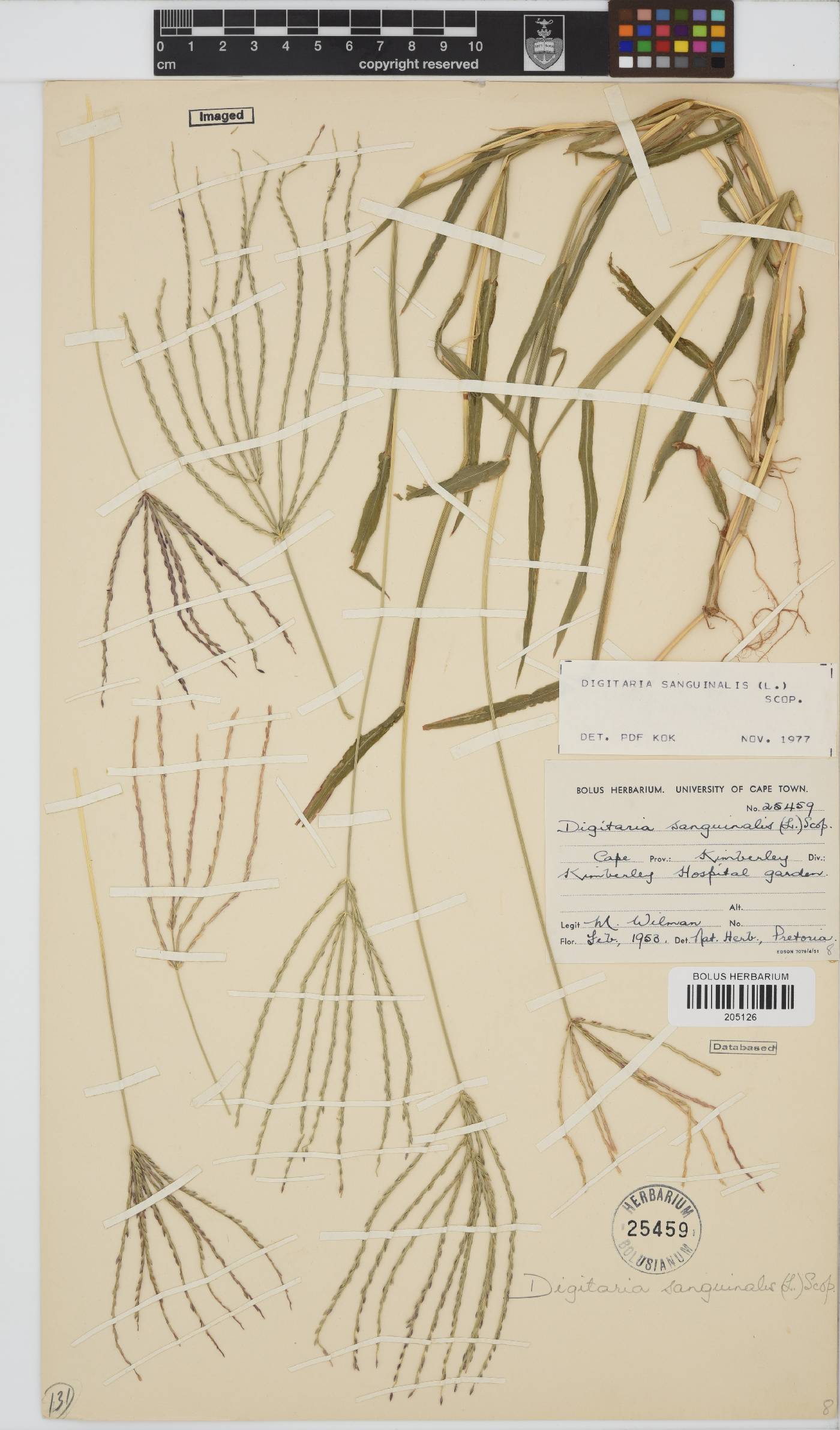 Digitaria sanguinalis image