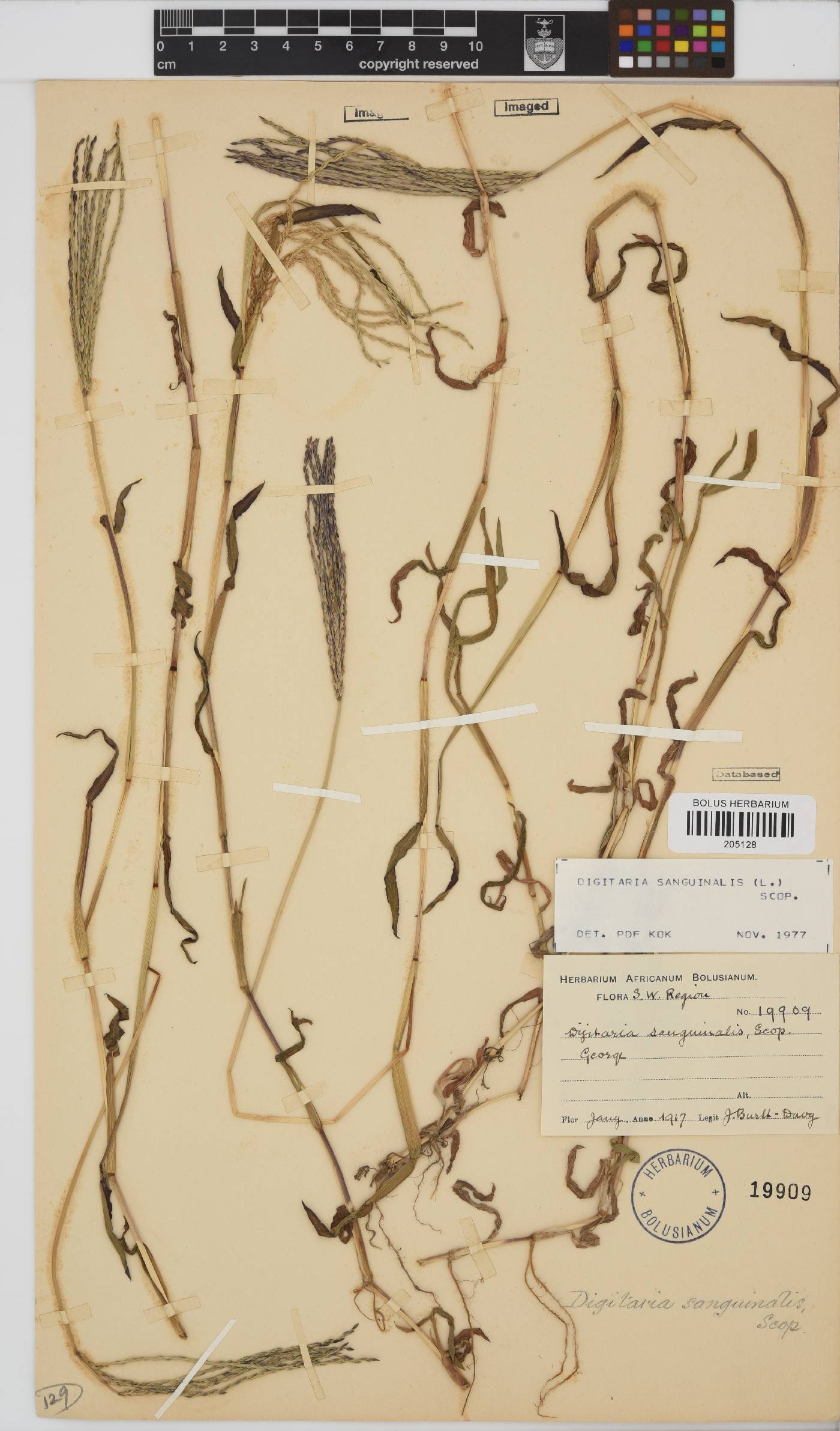 Digitaria sanguinalis image