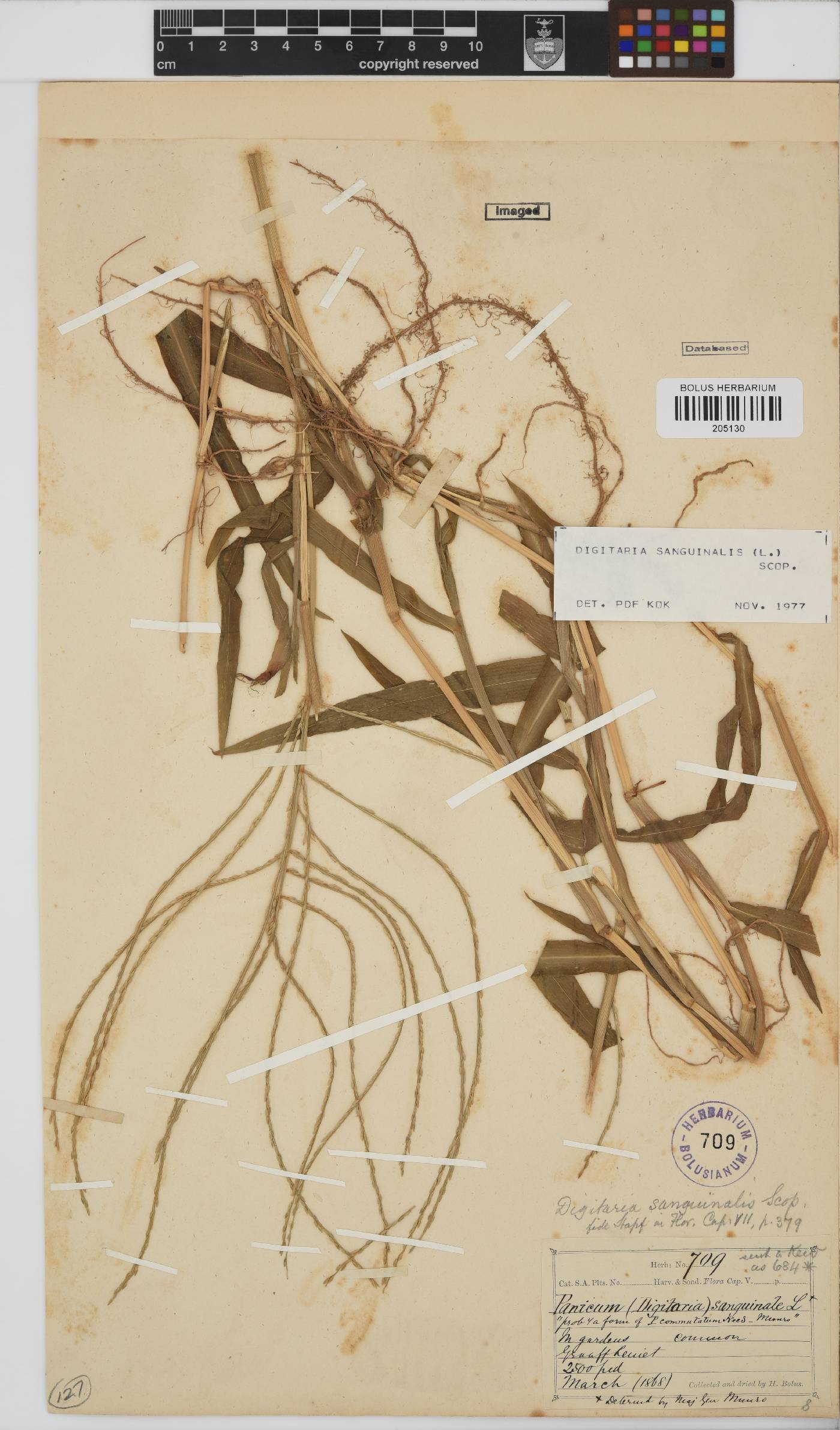 Digitaria sanguinalis image