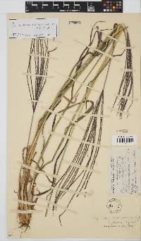 Digitaria sanguinalis image