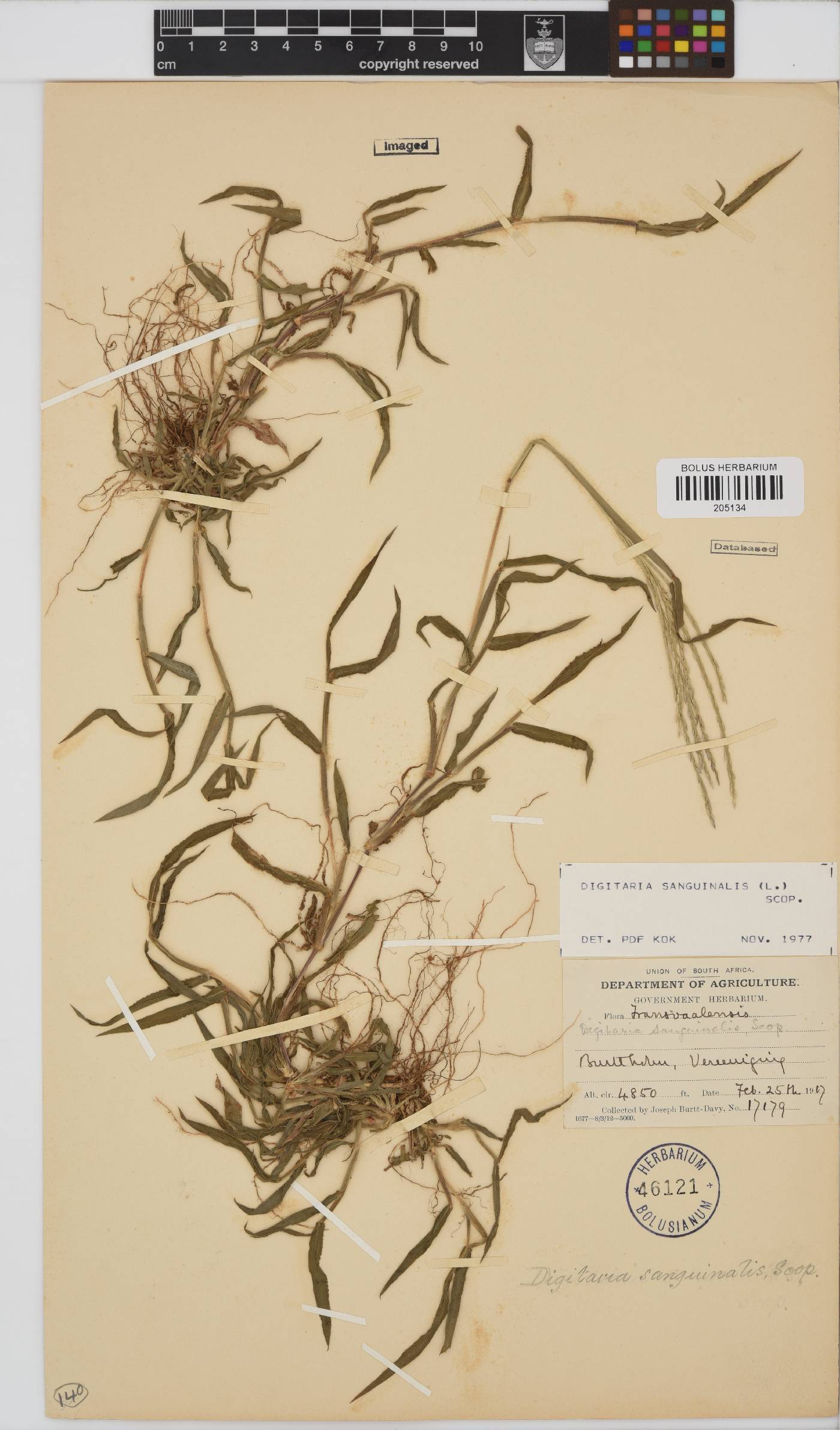 Digitaria sanguinalis image