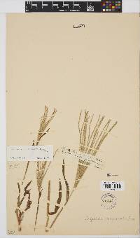 Digitaria sanguinalis image