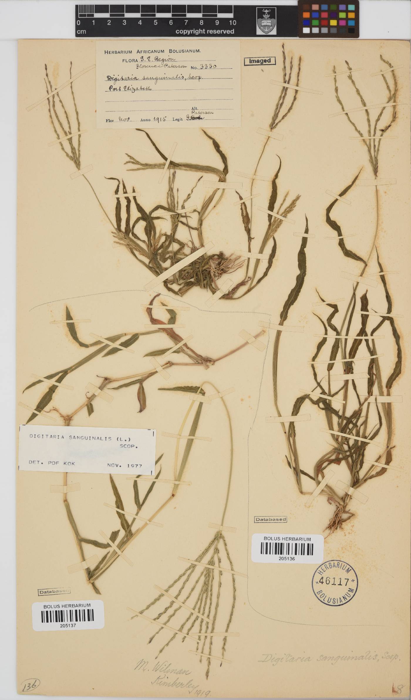 Digitaria sanguinalis image