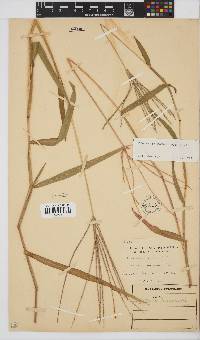 Digitaria sanguinalis image