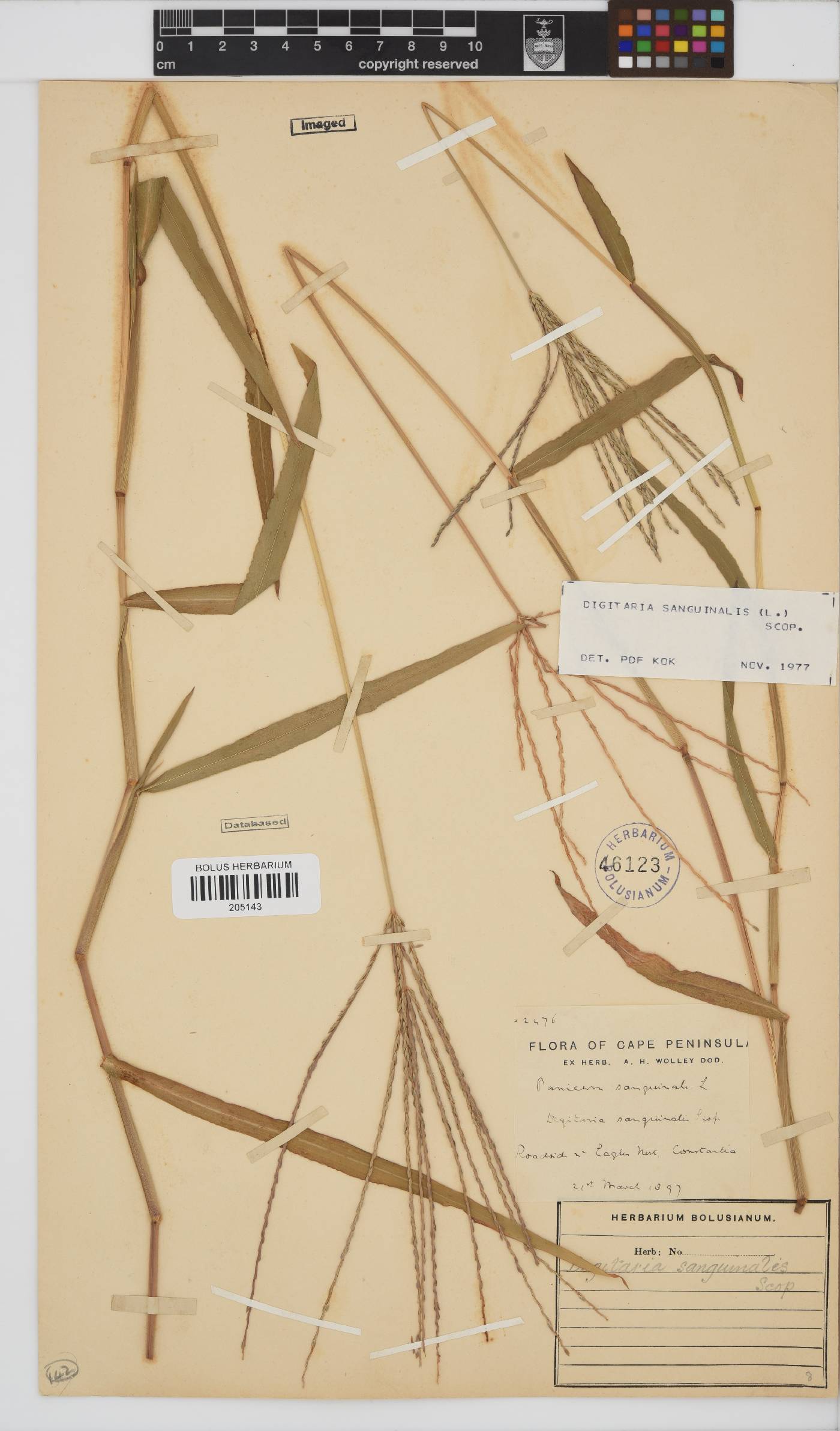 Digitaria sanguinalis image