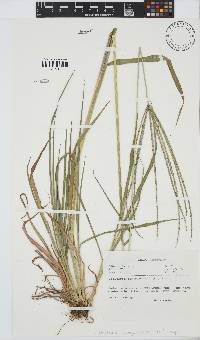 Digitaria sanguinalis image