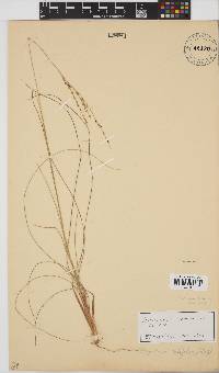 Digitaria setifolia image