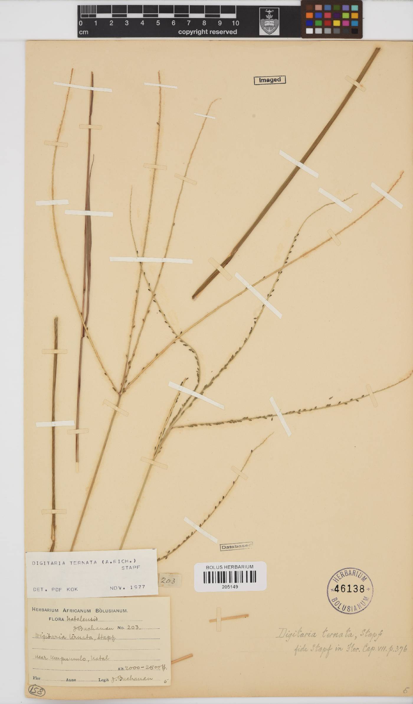 Digitaria ternata image