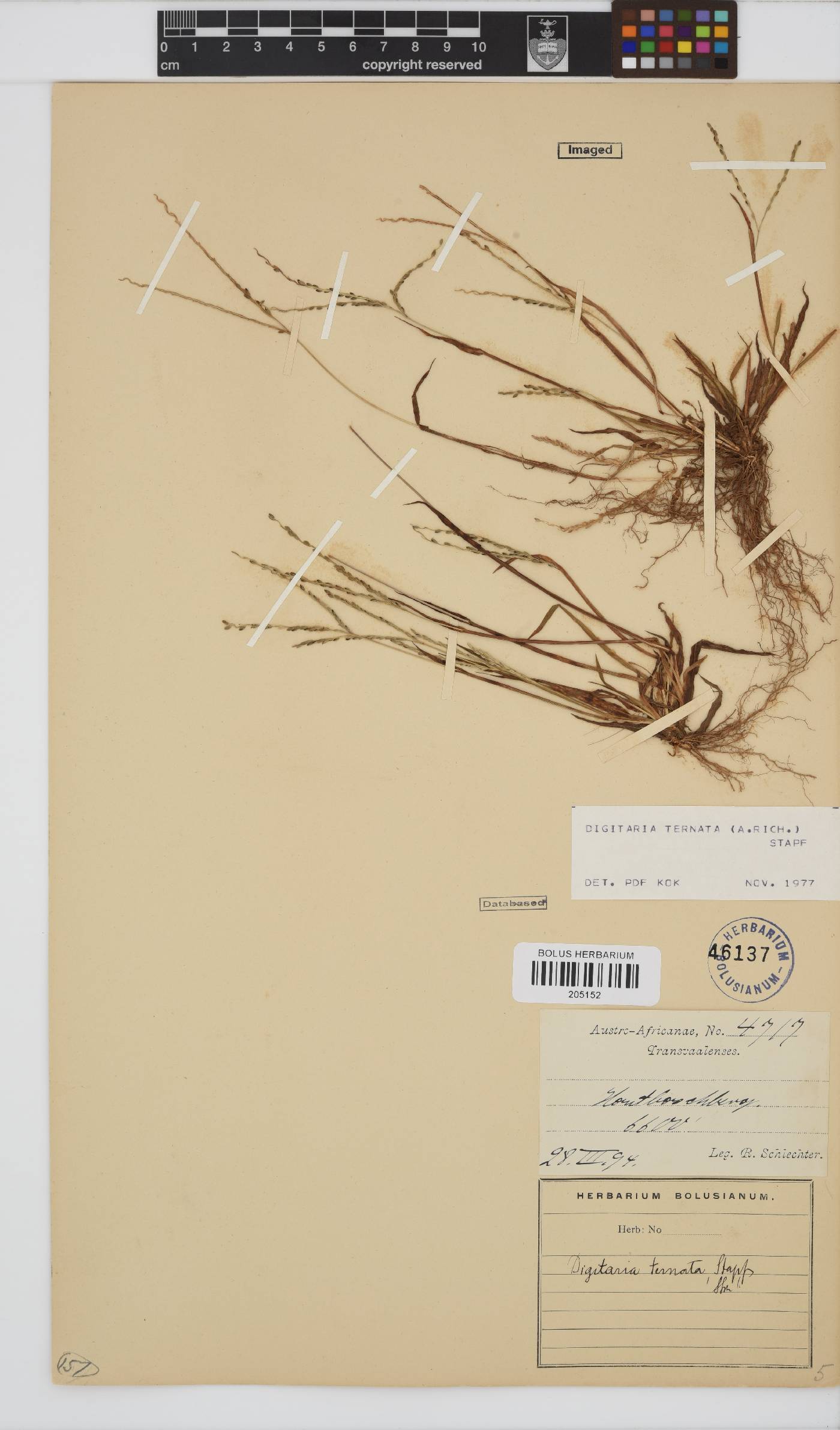 Digitaria image