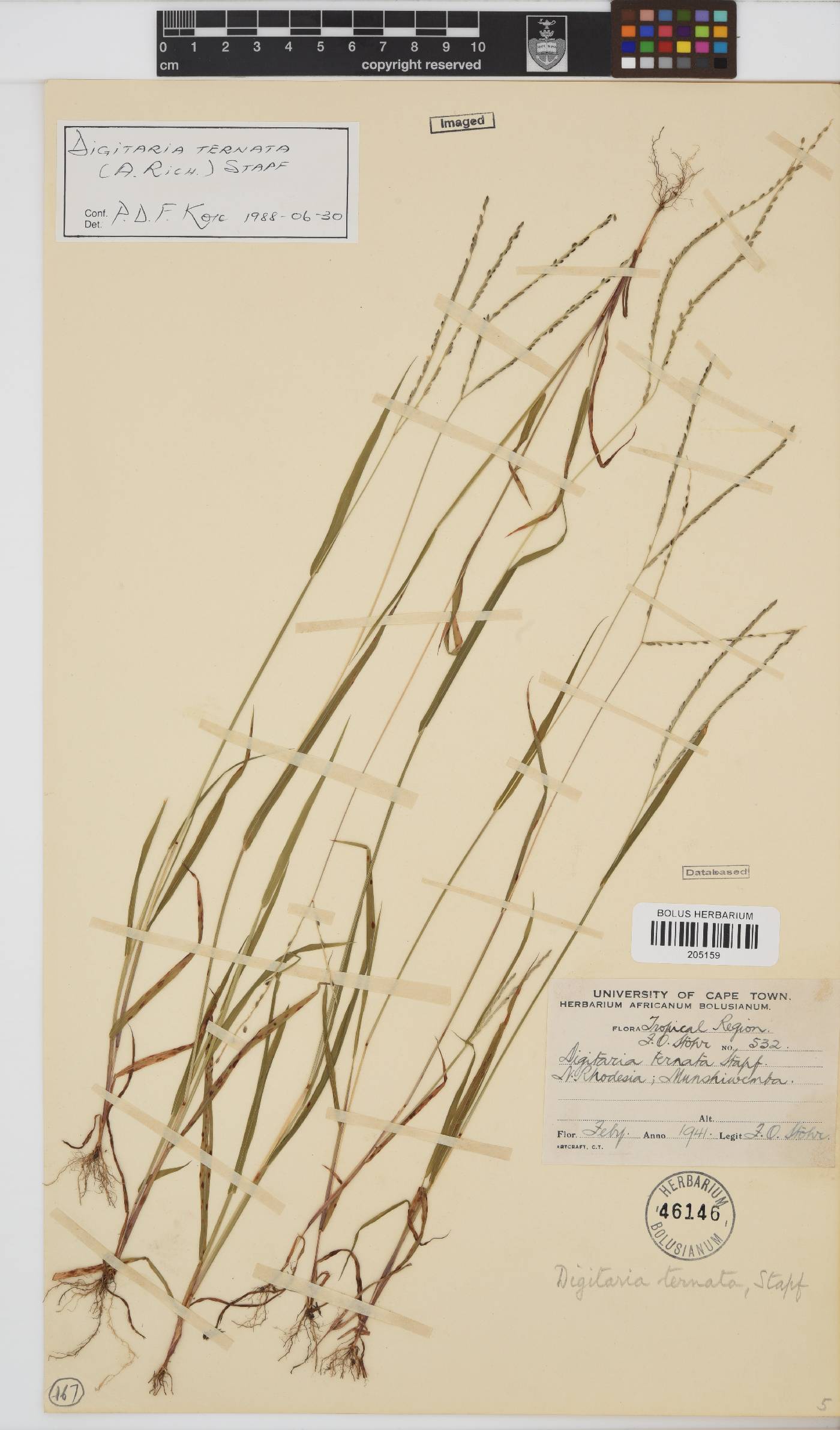Digitaria ternata image