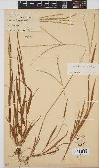 Digitaria ternata image