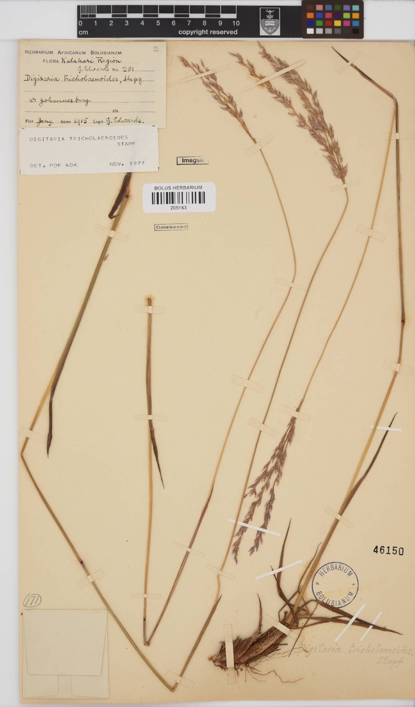Digitaria tricholaenoides image