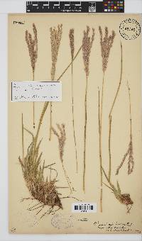 Digitaria tricholaenoides image