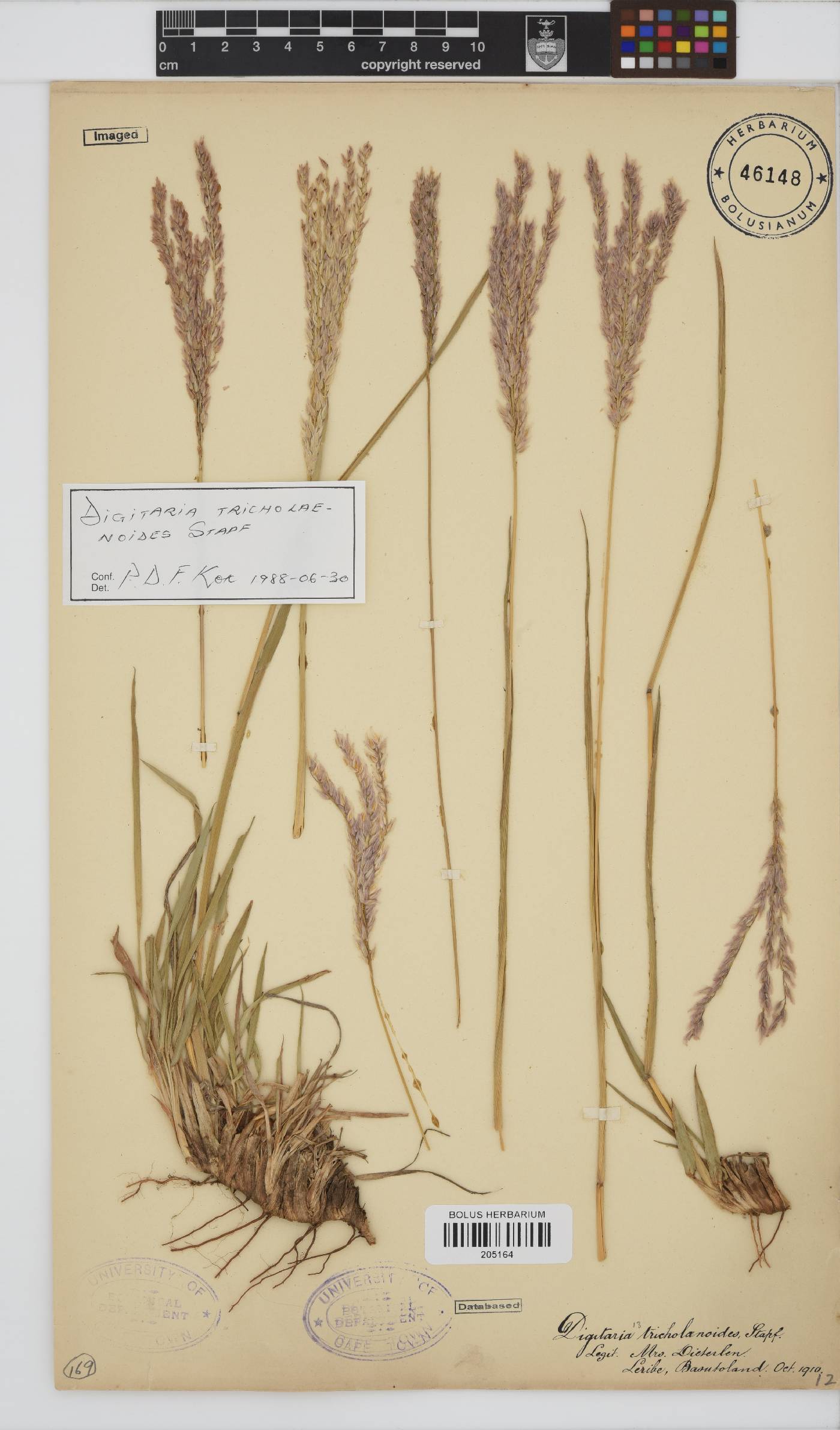 Digitaria tricholaenoides image