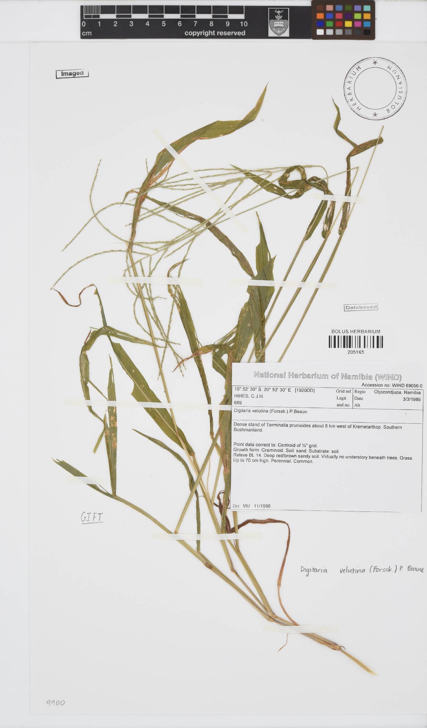Digitaria velutina image