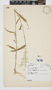 Digitaria velutina image