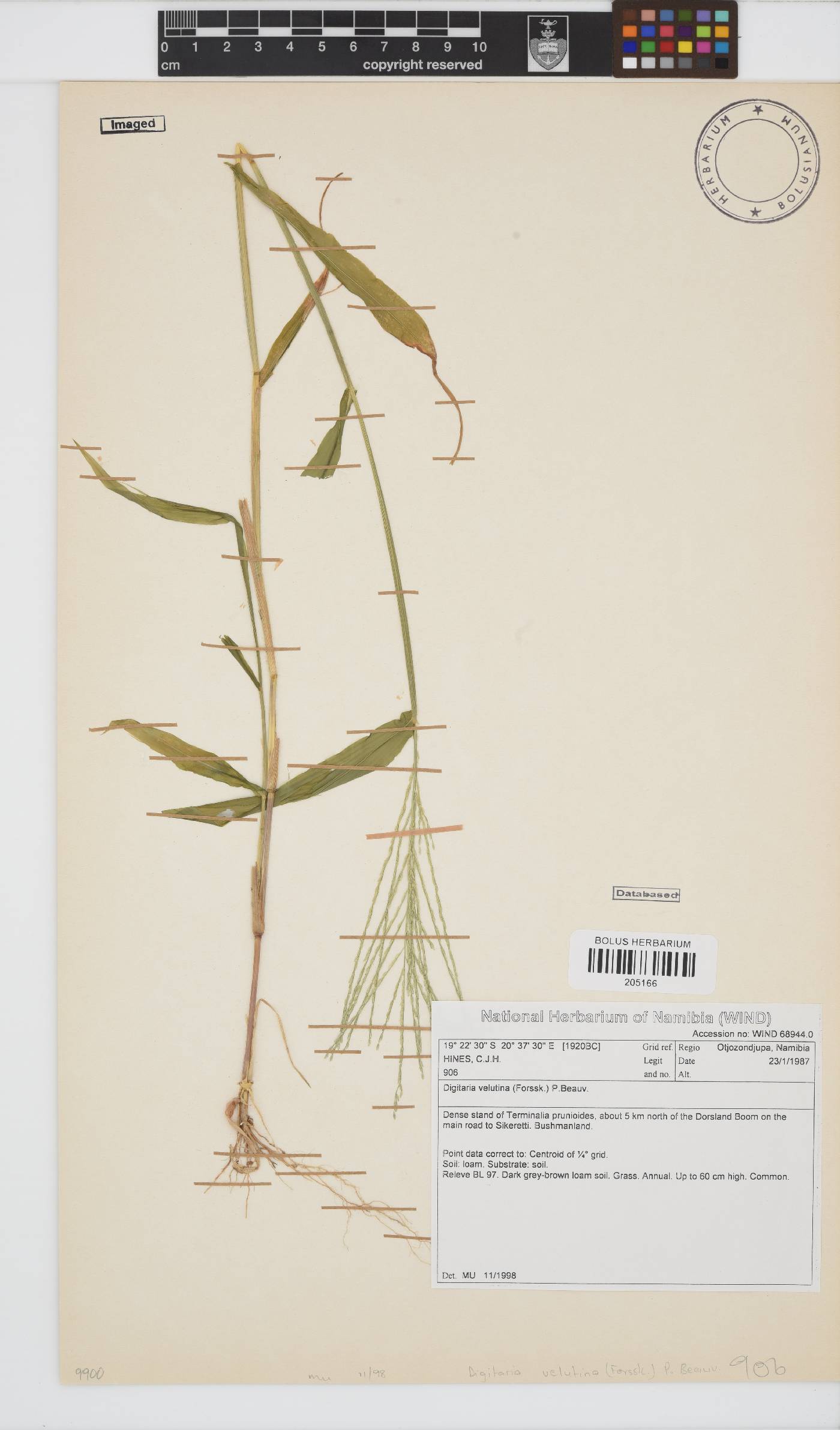 Digitaria velutina image