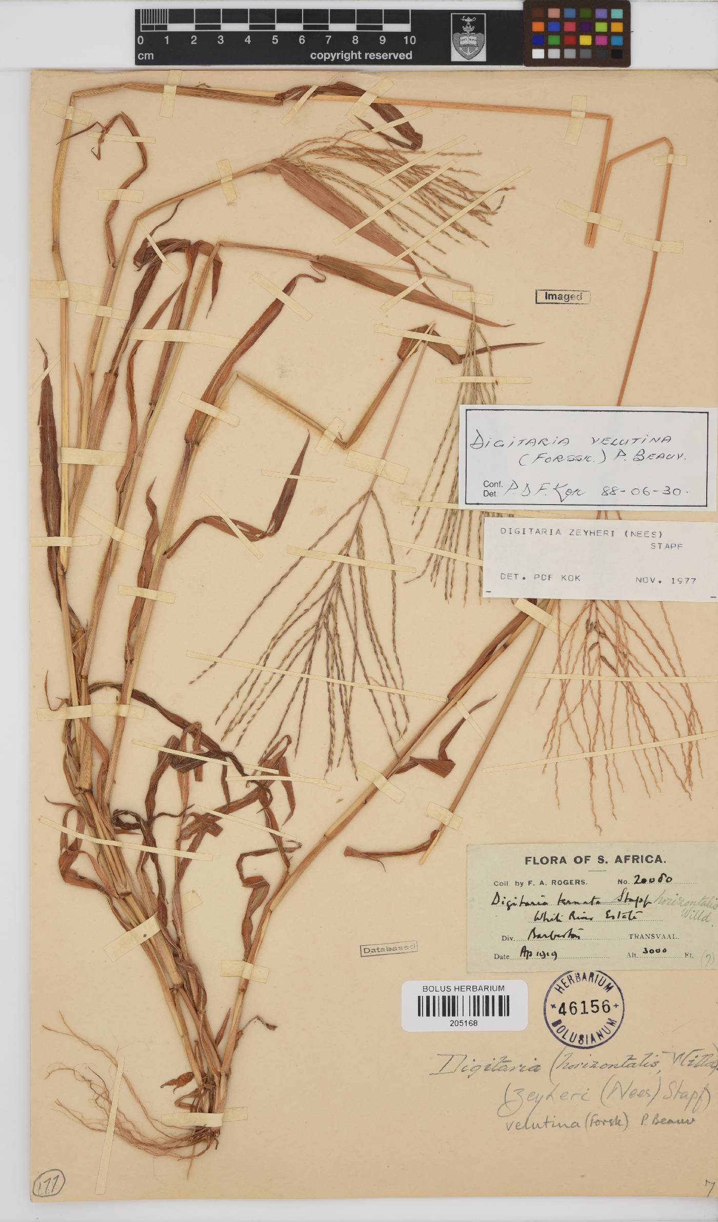 Digitaria velutina image