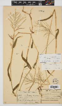 Digitaria velutina image