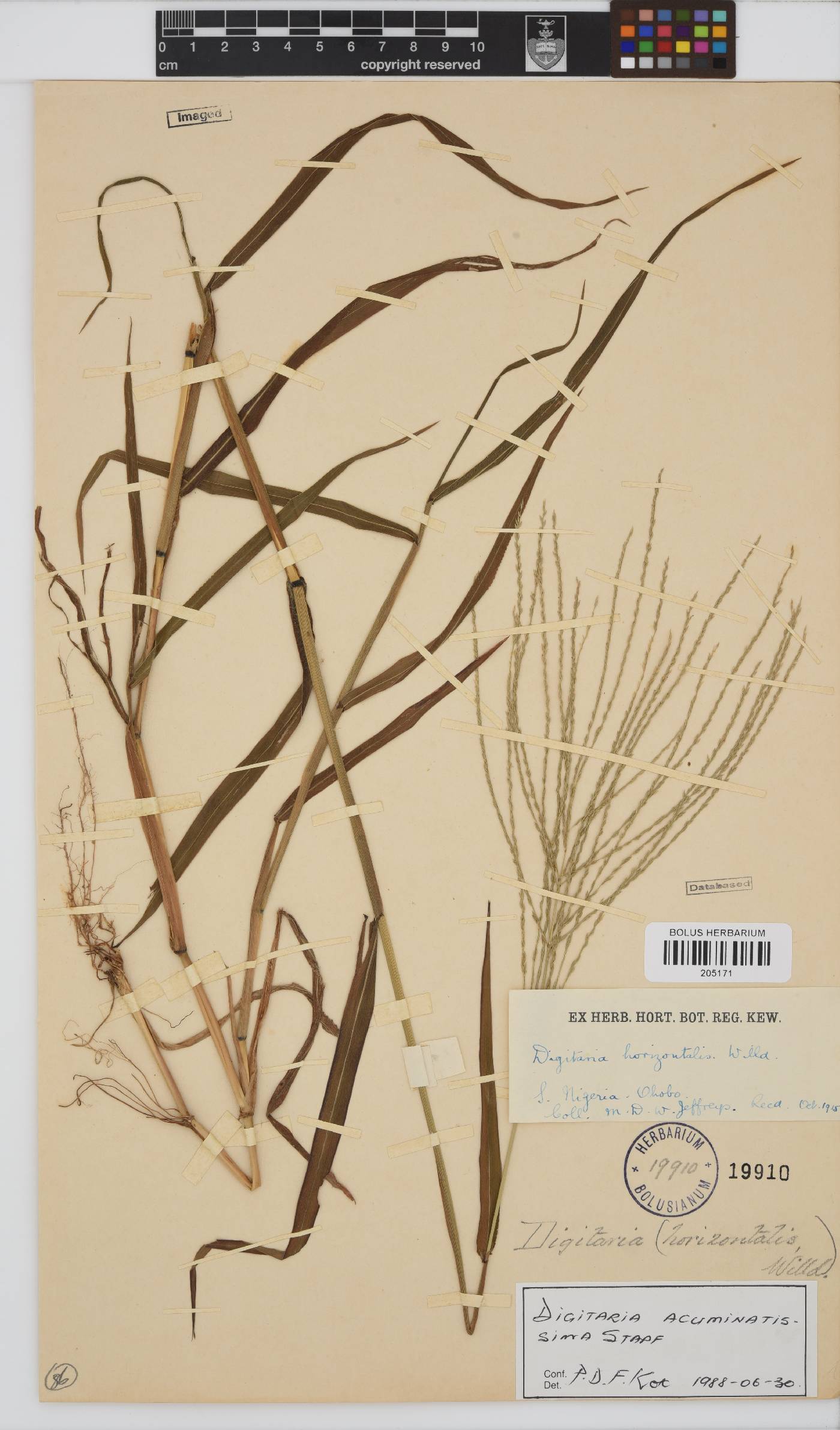 Digitaria tricholaenoides image