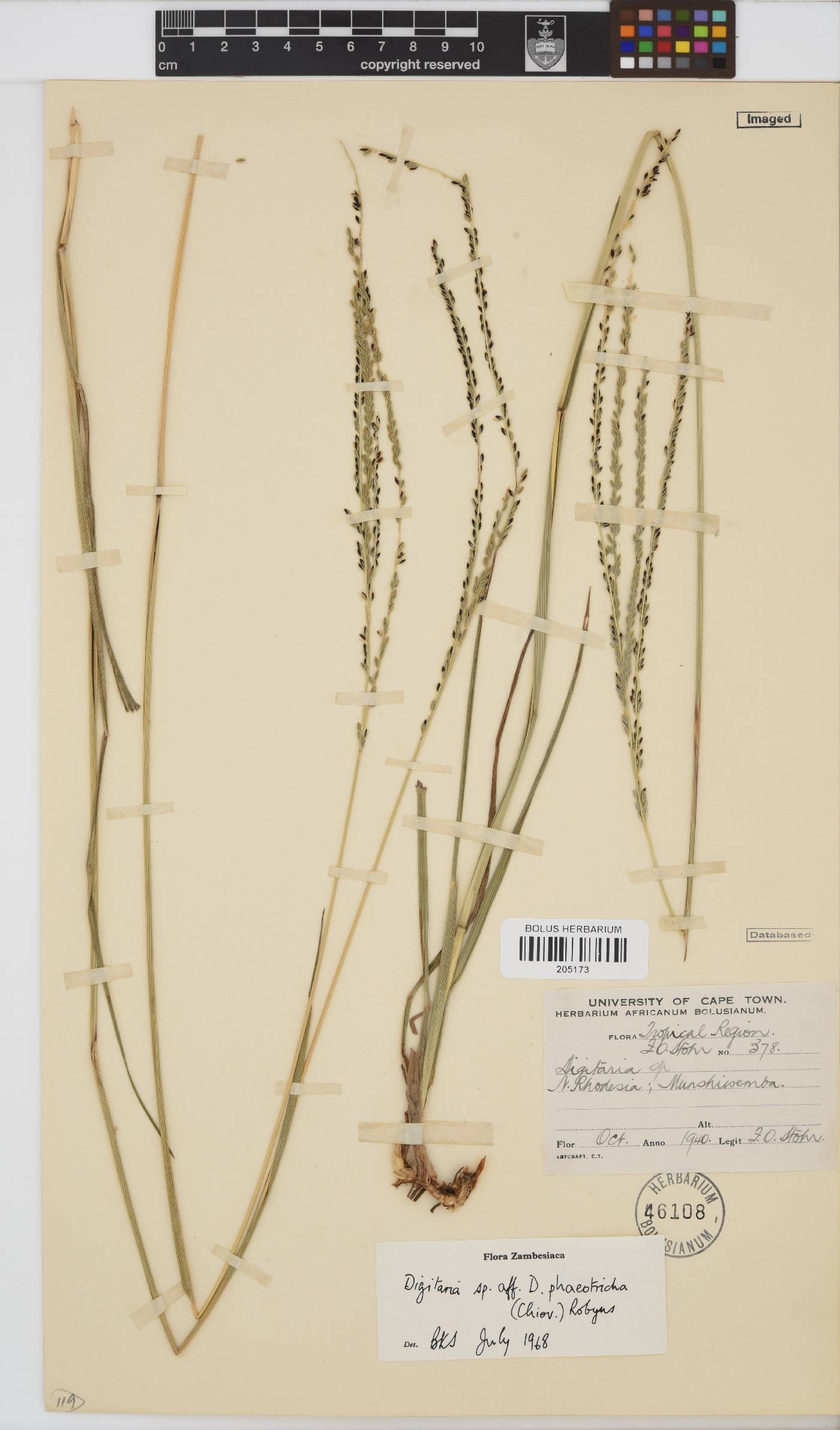 Digitaria phaeotricha image