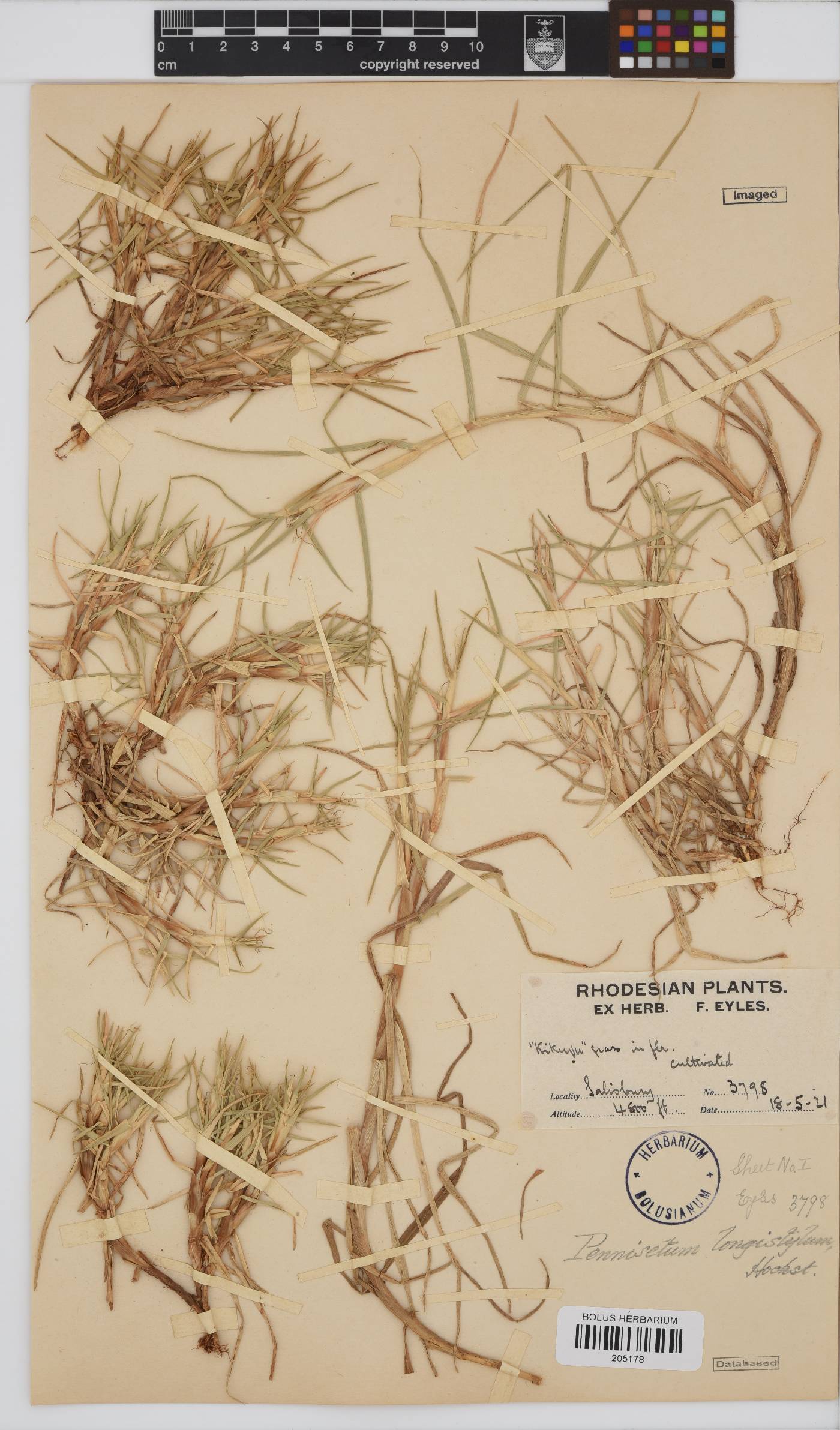 Pennisetum clandestinum image