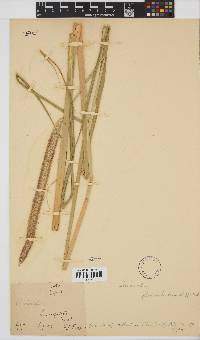 Pennisetum glaucocladum image