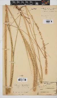 Pennisetum macrourum image