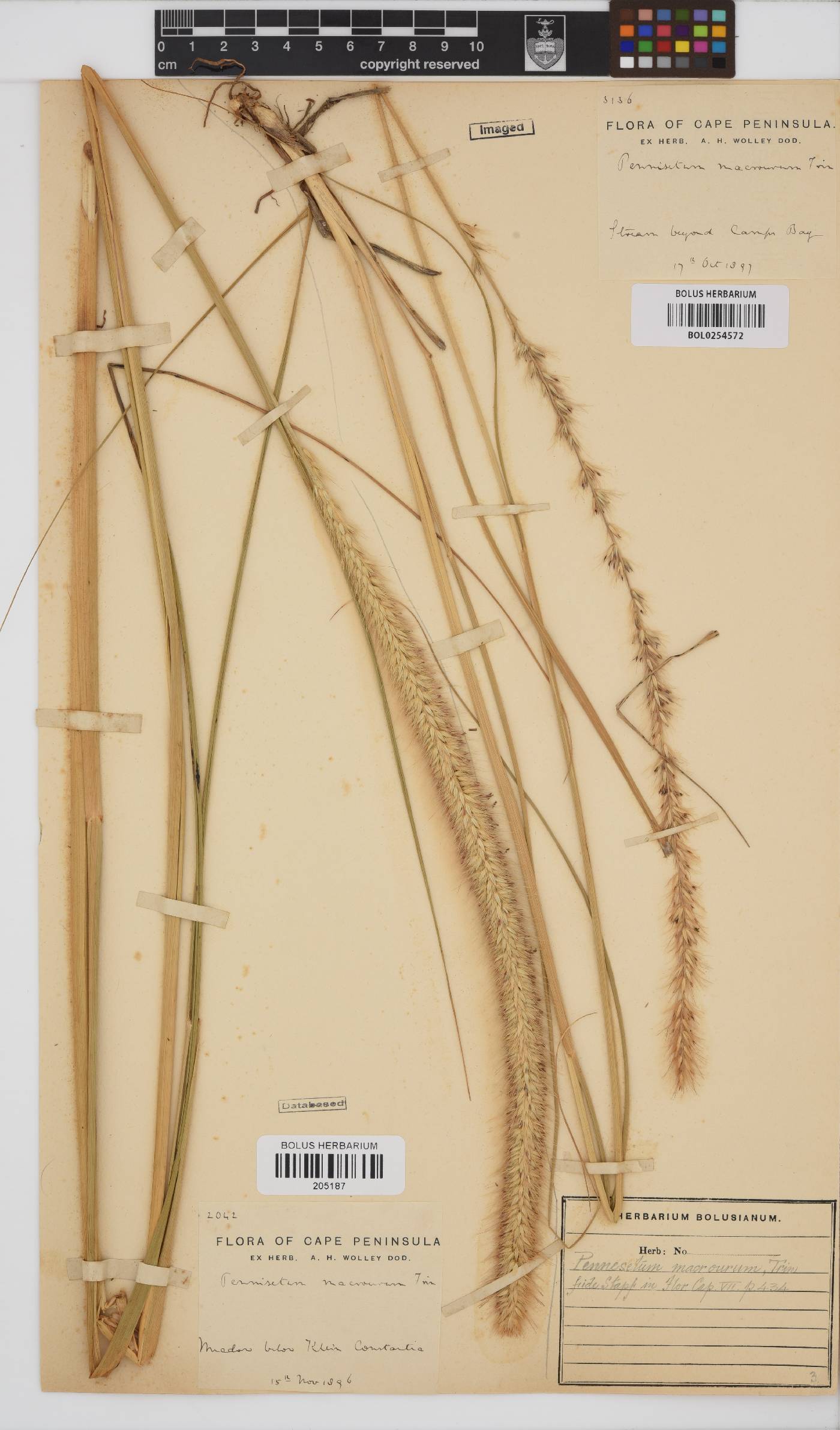 Pennisetum macrourum image