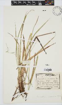 Pennisetum macrourum image