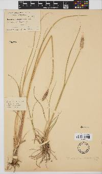 Pennisetum macrourum image