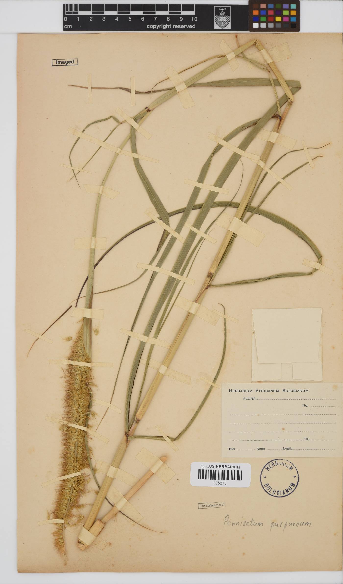 Pennisetum purpureum image