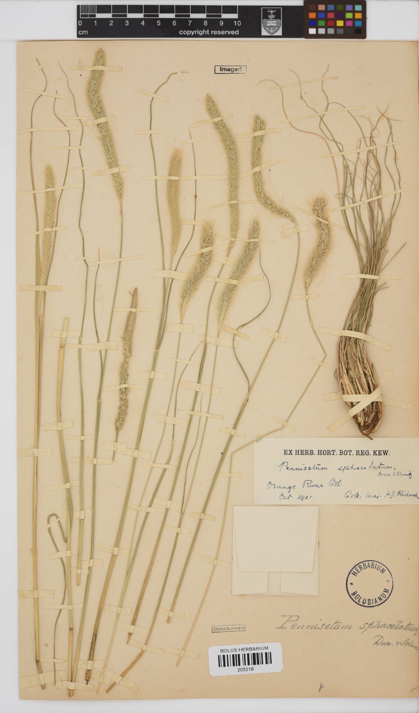 Pennisetum sphacelatum image