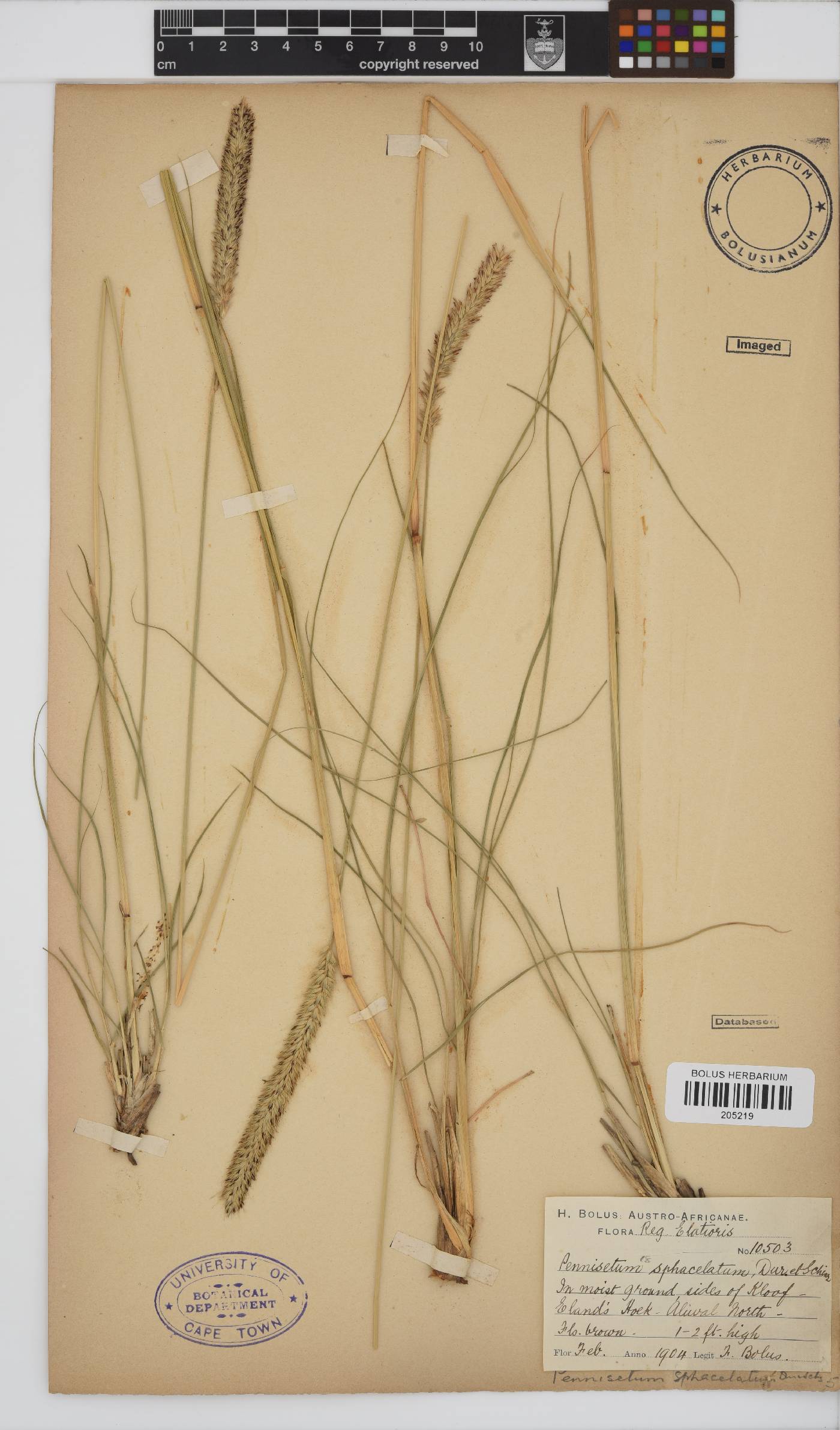 Pennisetum sphacelatum image