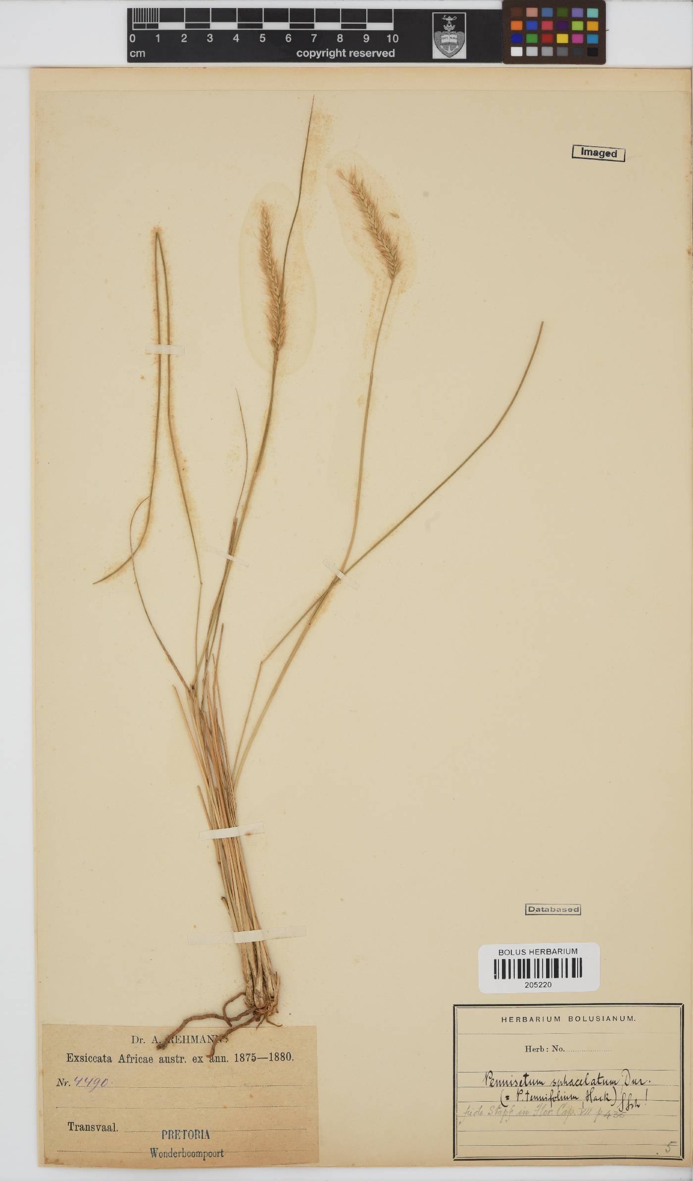 Pennisetum sphacelatum image