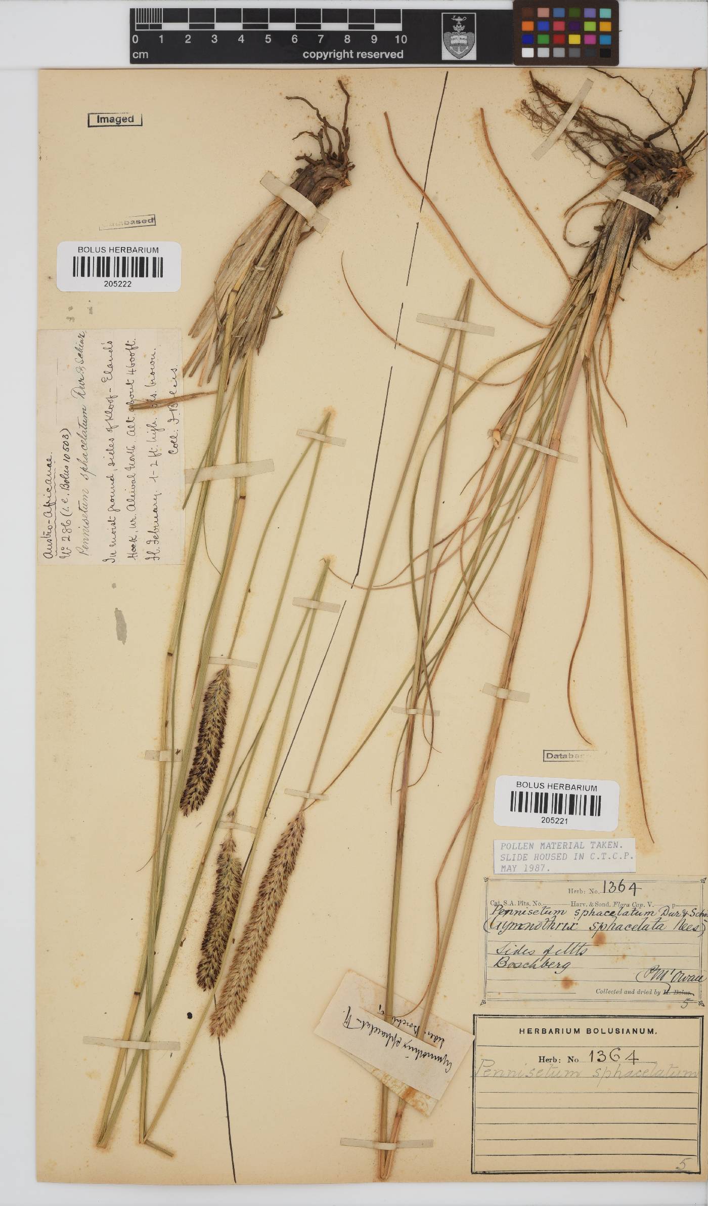 Pennisetum image