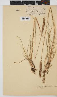 Pennisetum sphacelatum image