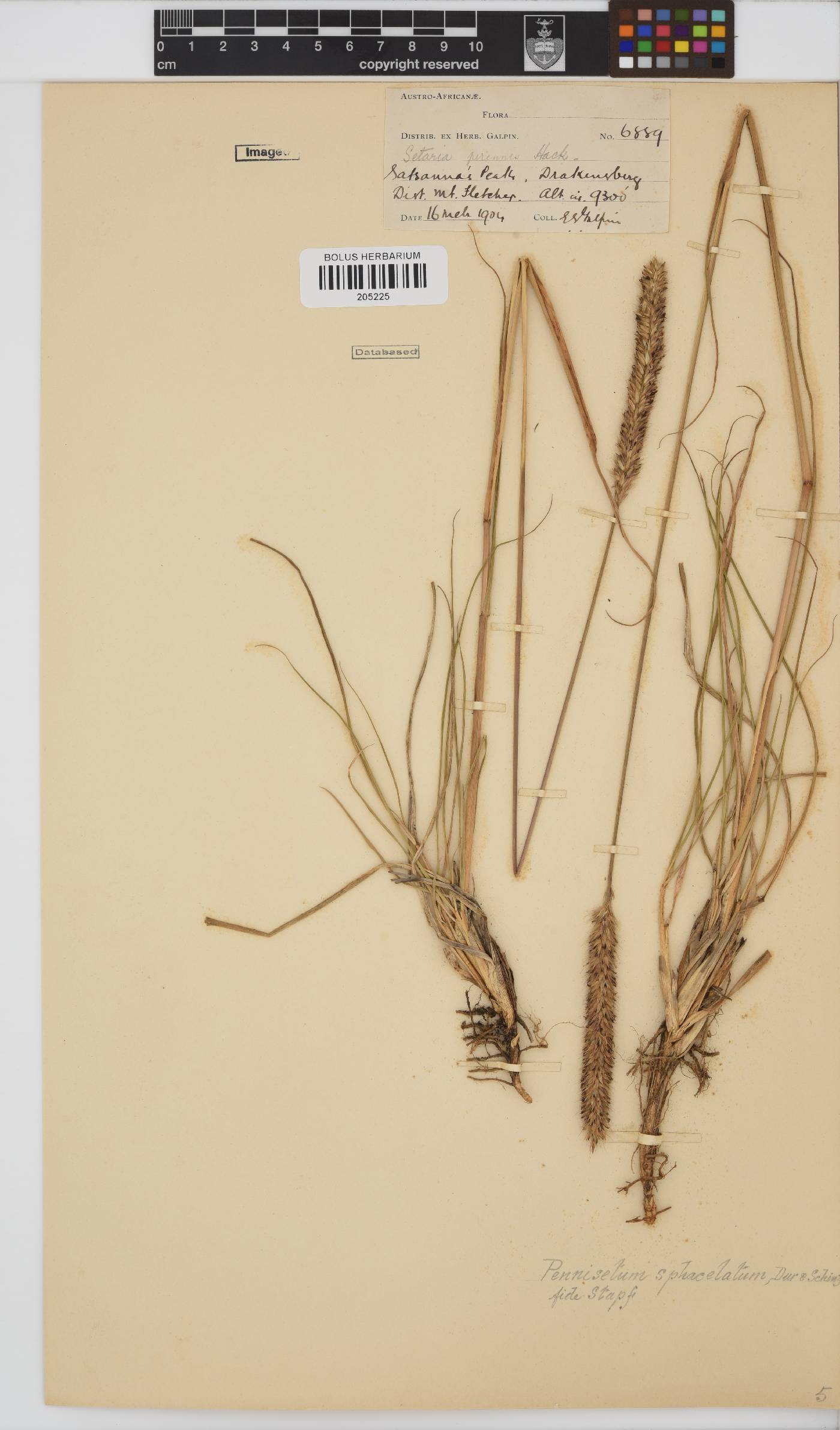 Pennisetum sphacelatum image