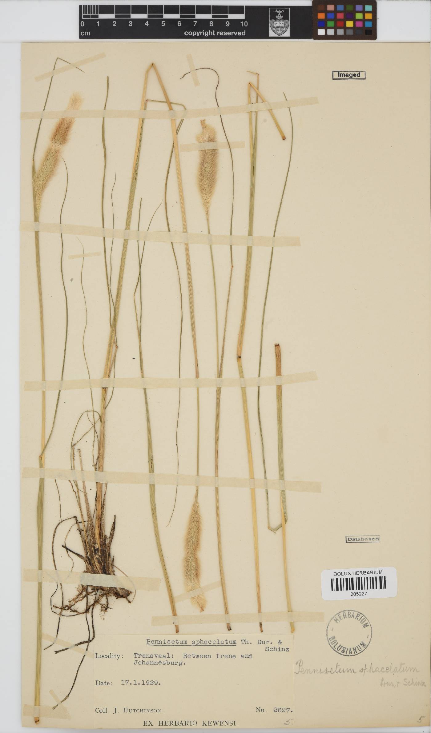 Pennisetum sphacelatum image