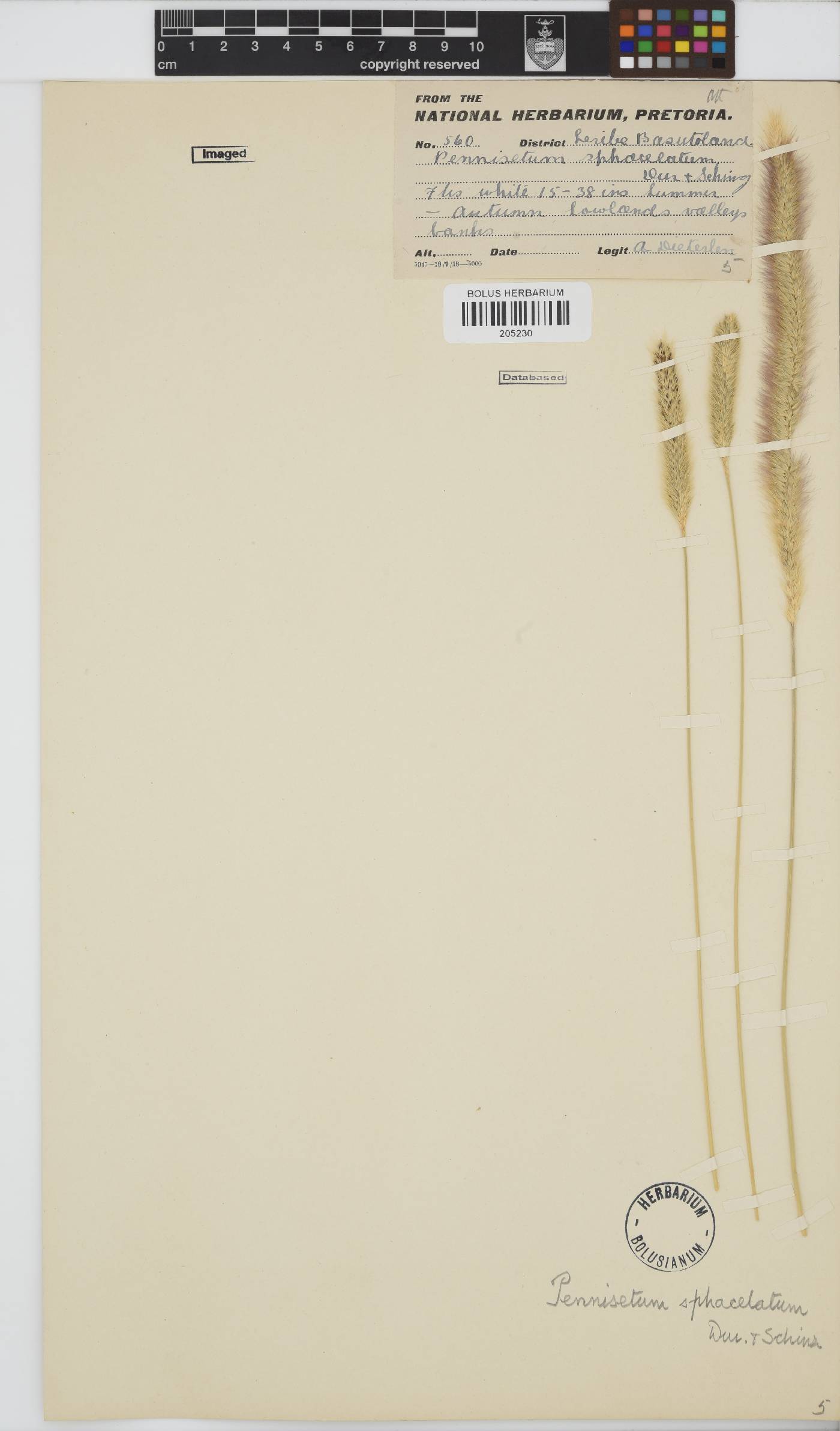 Pennisetum sphacelatum image