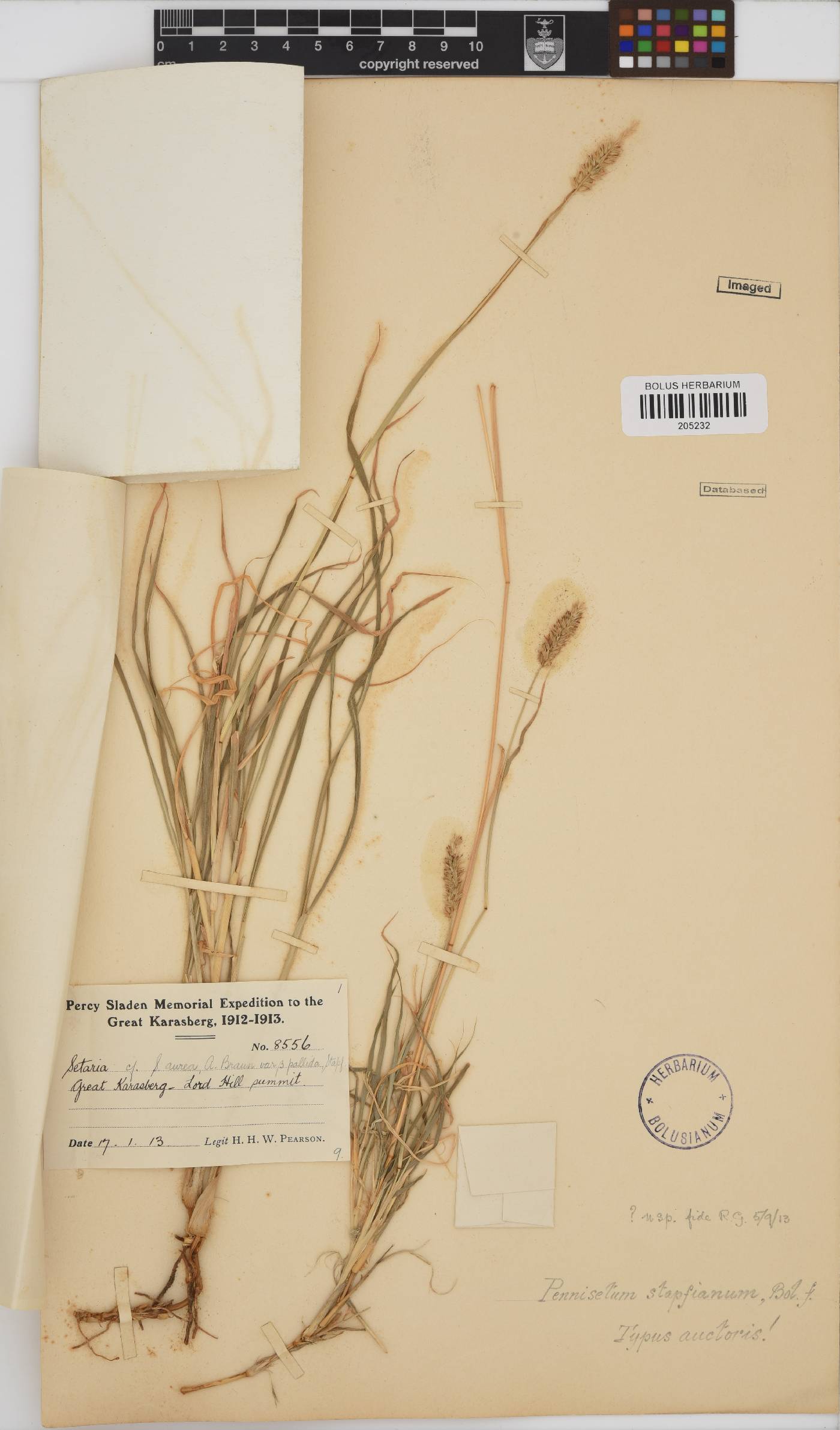 Pennisetum mezianum image