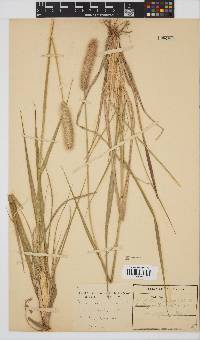 Pennisetum thunbergii image