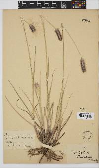 Pennisetum thunbergii image