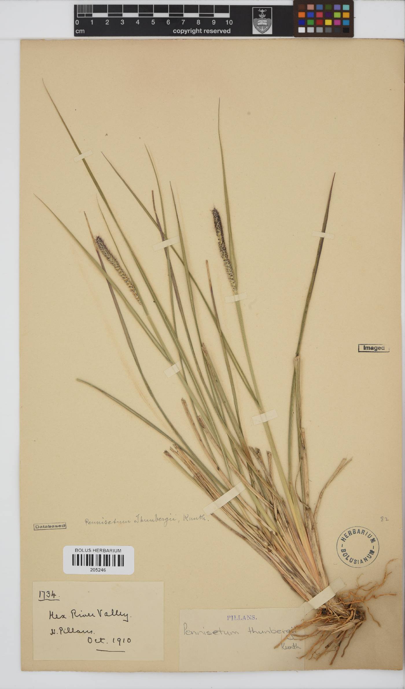Pennisetum thunbergii image