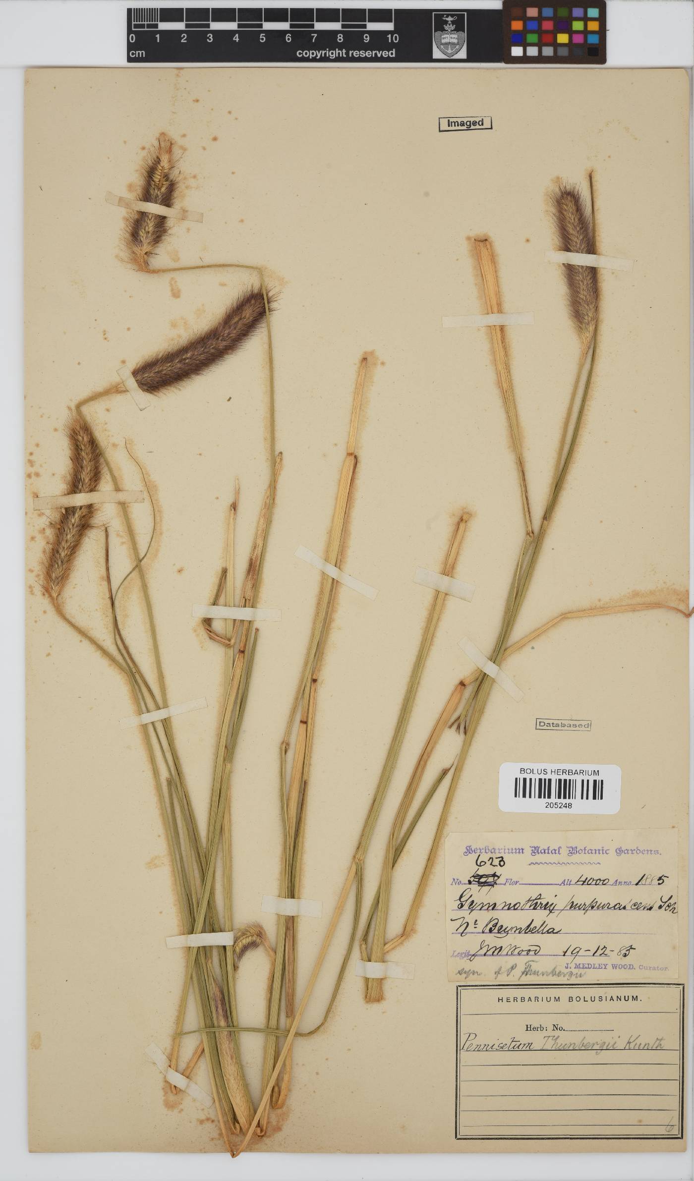 Pennisetum thunbergii image