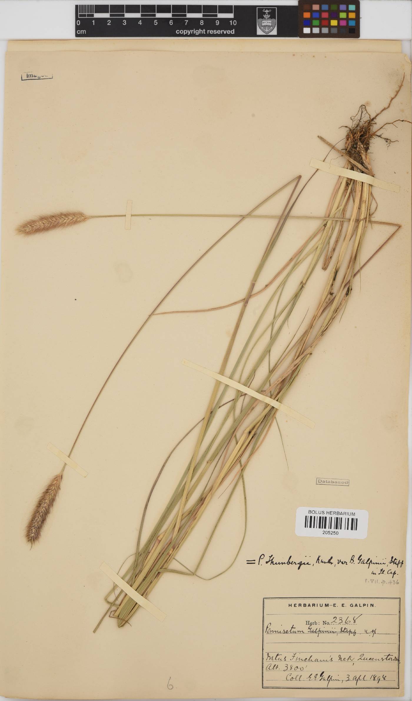 Pennisetum image