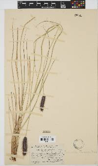 Pennisetum thunbergii image