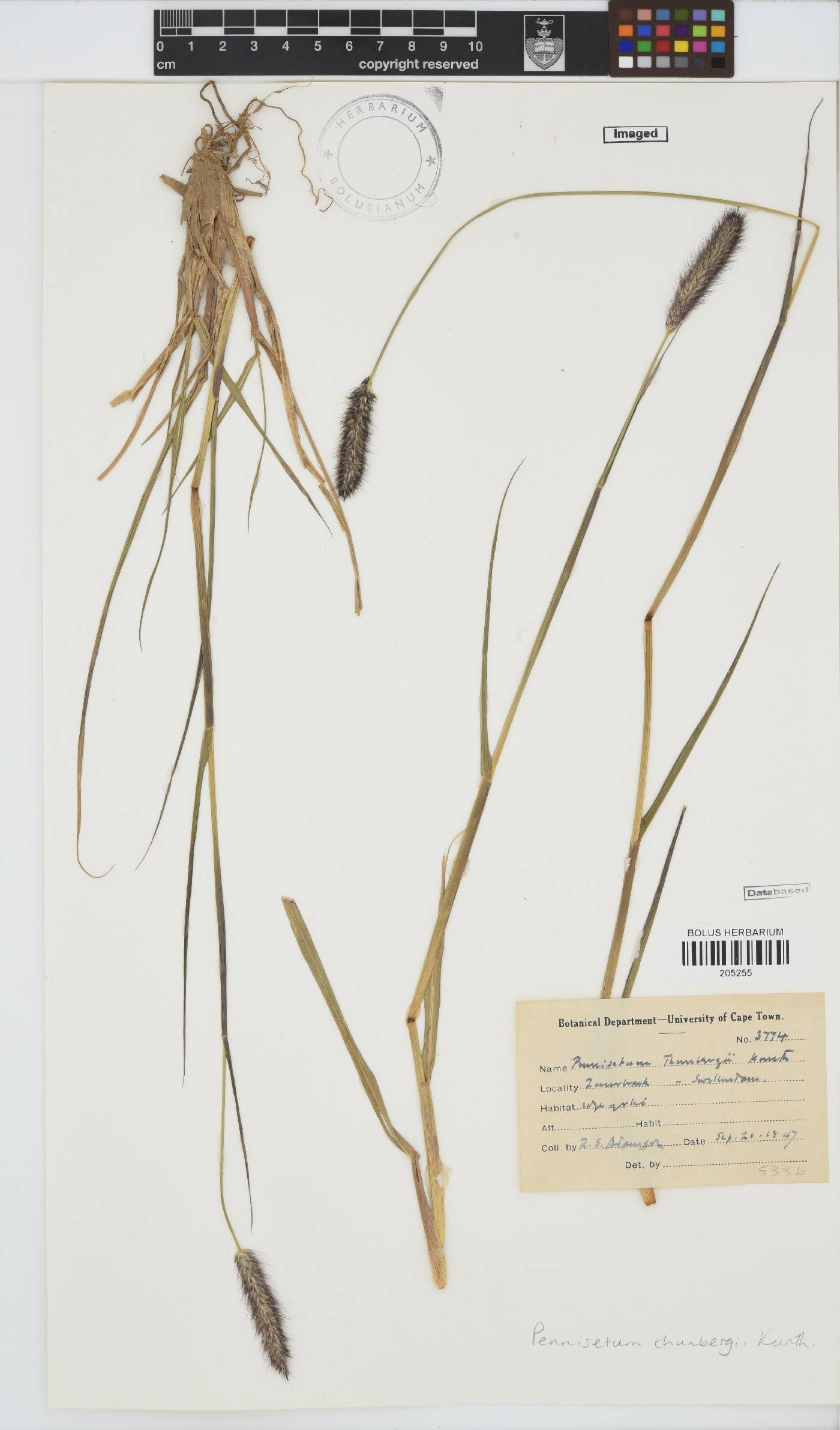 Pennisetum thunbergii image